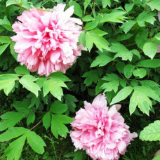 Пион Розовое Серебро и Золотая Рыбка