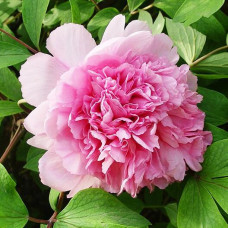 Пион Розовое Серебро и Золотая Рыбка