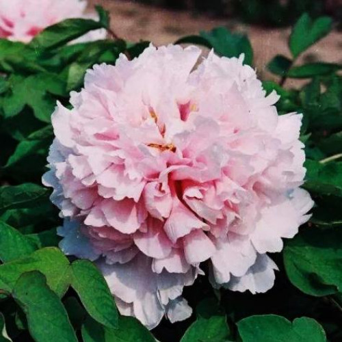 Пион Букет Розовых Гвоздик Пион Букет Розовых Гвоздик