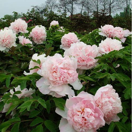 Пион Букет Розовых Гвоздик Пион Букет Розовых Гвоздик