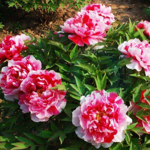 Пион Red with Рink (Ред виз Пинк) Пион Red with Рink (Ред виз Пинк)