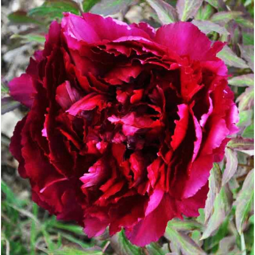 Пион Черный Лоск Пион Черный Лоск