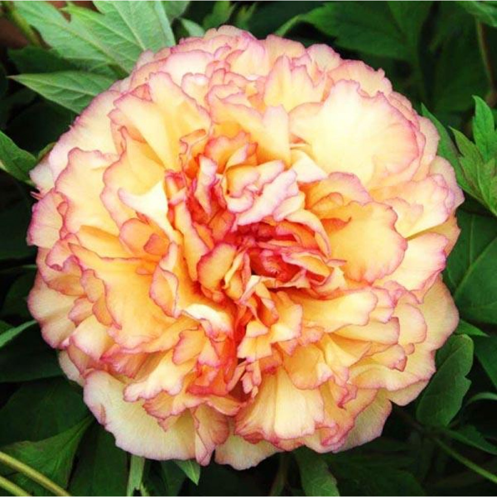 Пион Золотая Россыпь купить саженцы почтой из питомника «АГРОФОНД»