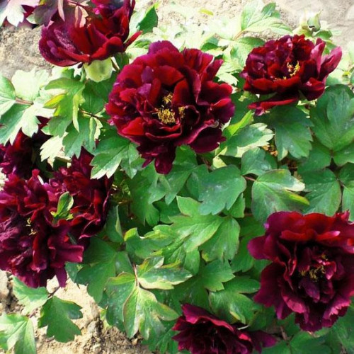 Пион Полночь Пион Полночь