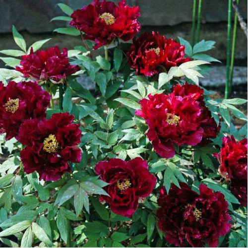 Пион Полночь Пион Полночь