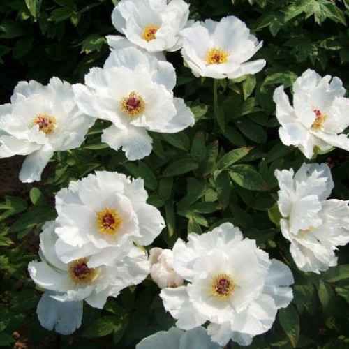 Пион Запах Лилии Пион Запах Лилии