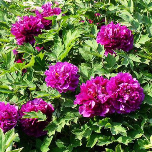 Пион Фиолетовый Пион Фиолетовый