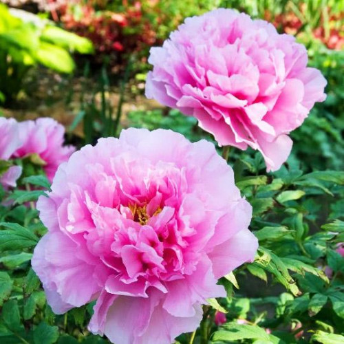 Пион Розовая Река Пион Розовая Река