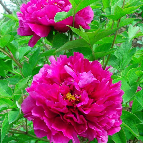 Пион Близняшки Пион Близняшки