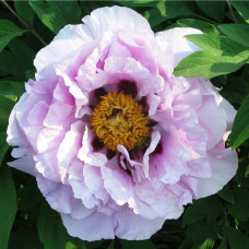 Пион Синий Сапфир