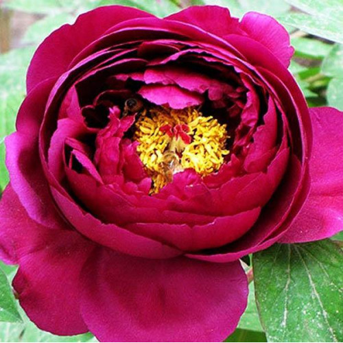 Пион Дракон В Пруду Пион Дракон В Пруду