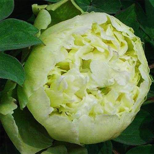 Пион Зелёный Шар Пион Зелёный Шар