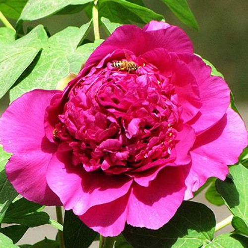 Пион Винная Чаша Пион Винная Чаша