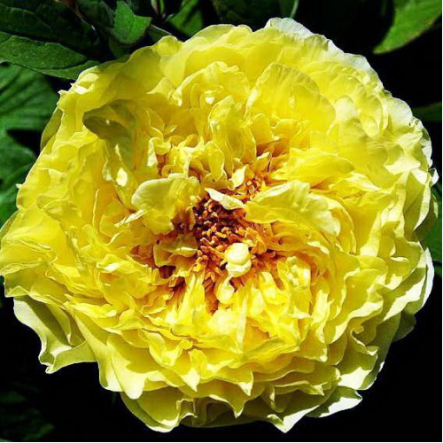 Пион Золото Поднебесной Пион Золото Поднебесной