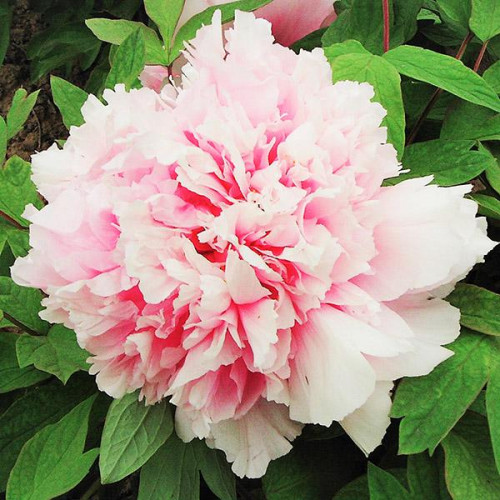 Пион Розовый Лу Пион Розовый Лу