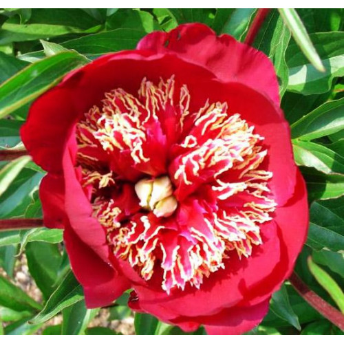 Пион Charles Burgess (Чарльз Бургес) Пион Charles Burgess (Чарльз Бургес)