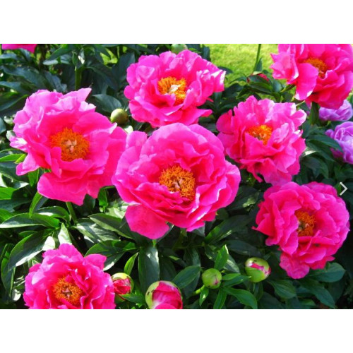 Пион Paula Fay (Паула Фэй) Пион Paula Fay (Паула Фэй)