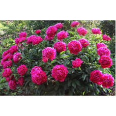 Пион Kansas (Канзас)