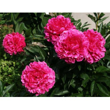 Пион Kansas (Канзас)