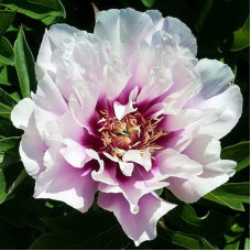 Пион Cora Louise (Кора Льюиз)