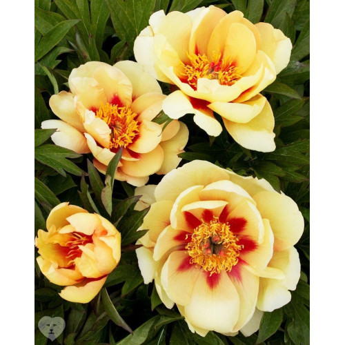 Пион Border Charm (Бордер Чарм) купить саженцы почтой из питомника ...