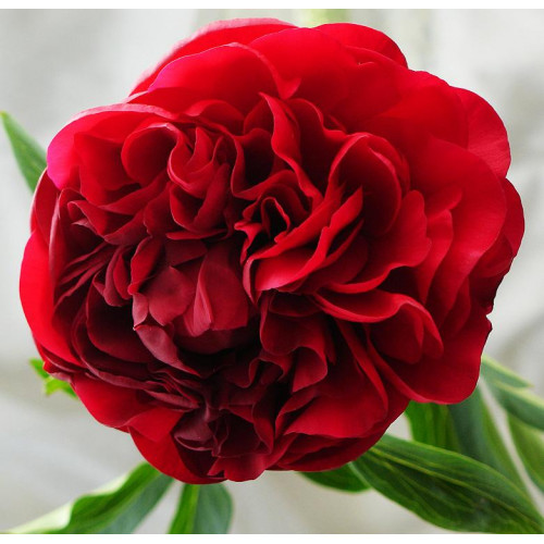 Пион Carol (Карол) Пион Carol (Карол)