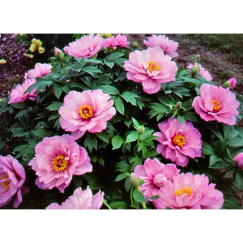 Пион First Arrival (Ферст Эррайвл) Пион First Arrival (Ферст Эррайвл)