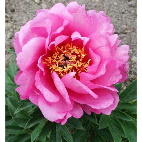 Пион First Arrival (Ферст Эррайвл) Пион First Arrival (Ферст Эррайвл)