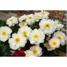 Пион молочноцветковый Miss America