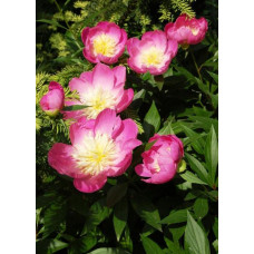 Пион Wladyslava (Владислава)