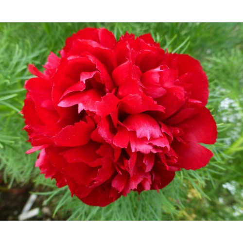 Пион Tenuifolia Rubra Plena (Тенуфолия Рубра Плена) Пион Tenuifolia Rubra Plena (Тенуфолия Рубра Плена)