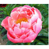 Пион Coral Charm (Корал Шарм) Пион Coral Charm (Корал Шарм)
