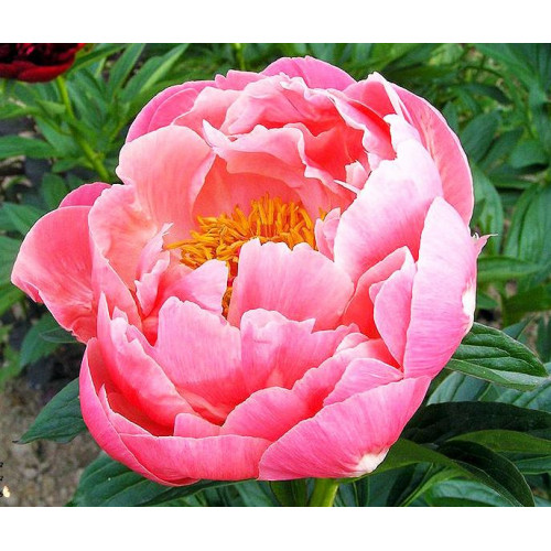 Пион Coral Charm (Корал Шарм) Пион Coral Charm (Корал Шарм)