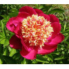 Пион Nippon Beauty (Ниппон Бьюти) Пион Nippon Beauty (Ниппон Бьюти)