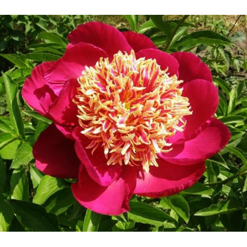 Пион Nippon Beauty (Ниппон Бьюти) Пион Nippon Beauty (Ниппон Бьюти)