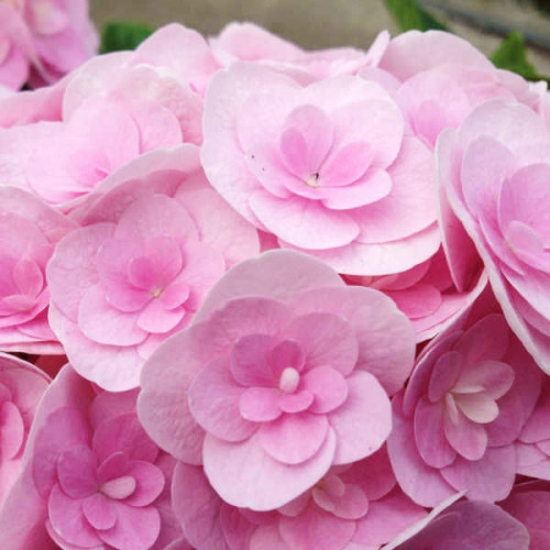 Гортензия крупнолистная You and Me Love Гортензия крупнолистная You and Me Love