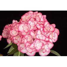 Гортензия крупнолистная You and Me Miss Saori (Ю Энд Ми Мисс Саори)