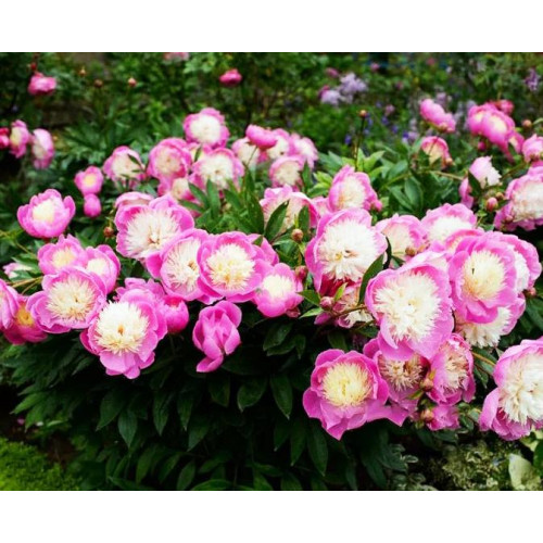 Пион Bowl of Beauty (Боул оф Бьюти) Пион Bowl of Beauty (Боул оф Бьюти)