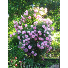 Роза канадская Prairie Joy