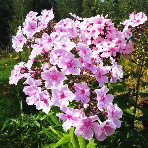 Флокс Warsaw Sunrise (Варшав Санрайз) Флокс Warsaw Sunrise (Варшав Санрайз)