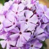 Флокс Flame Lilac (Флейм Лилак) Флокс Flame Lilac (Флейм Лилак)