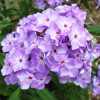 Флокс Flame Lilac (Флейм Лилак) Флокс Flame Lilac (Флейм Лилак)