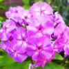 Флокс Flame Lilac (Флейм Лилак) Флокс Flame Lilac (Флейм Лилак)
