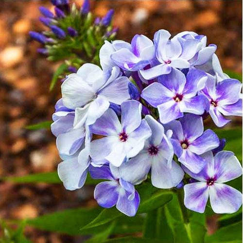 Флокс Flame Marine (Флейм Марина) Флокс Flame Marine (Флейм Марина)