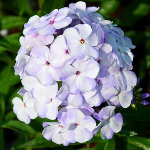 Флокс Flame Marine (Флейм Марина) Флокс Flame Marine (Флейм Марина)