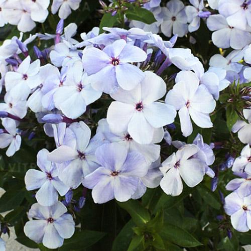 Флокс Flame Marine (Флейм Марина) Флокс Flame Marine (Флейм Марина)