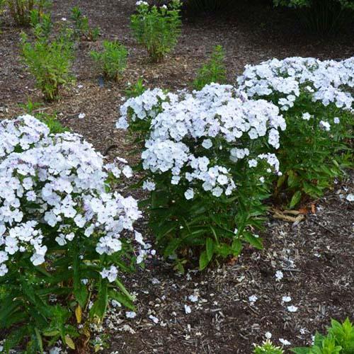 Флокс Flame Marine (Флейм Марина) Флокс Flame Marine (Флейм Марина)