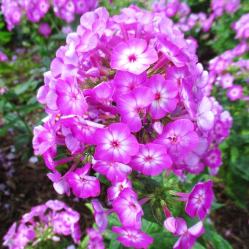 Флокс Flame Purple Eye (Флейм Пурпл Айз) Флокс Flame Purple Eye (Флейм Пурпл Айз)