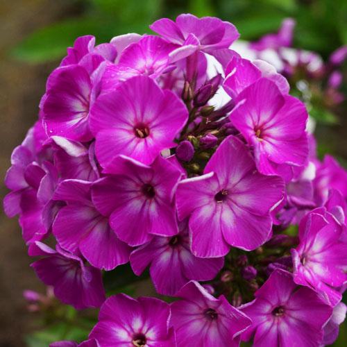 Флокс Flame Purple Eye (Флейм Пурпл Айз) Флокс Flame Purple Eye (Флейм Пурпл Айз)