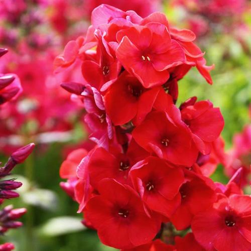 Флокс Flame Red (Флейм Ред) Флокс Flame Red (Флейм Ред)